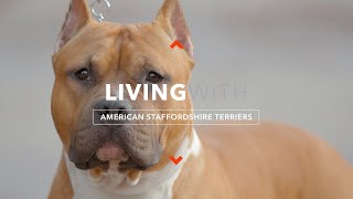 ALL ABOUT LIVING WITH AMERICAN STAFFORDSHIRE TERRIERS [upl. by Saunder265]