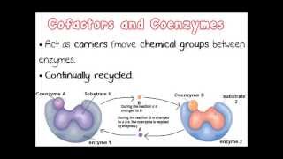 Factors Affecting Enzyme Activity Part 2  A Level AS Biology Revision [upl. by Lesya]