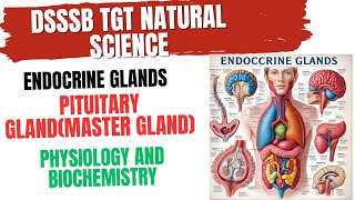 Pituitary Gland Physiology and Biochemistry for DSSSB TGT SCIENCE pituitarygland [upl. by Nodnarg283]