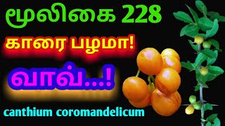 காரை பழ செடிகாரை முள்பெருங்காரைCanthium Coromandelicumஅலசல்Alasal [upl. by Eecram]