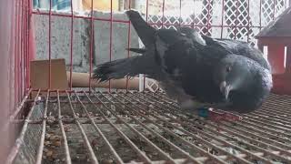 Paramyxo Virus or PMV in Pigeons what is it  how to treat it [upl. by Agler]