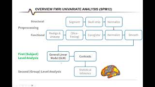 fMRI Analysis with SPM12 First Level Analysis with GUI [upl. by Delwin]