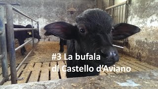 3 La bufala di Castello dAviano [upl. by Januarius]