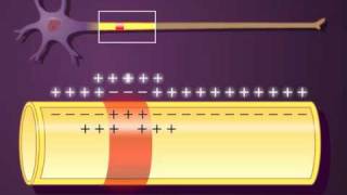 PROPAGACIÓN DEL POTENCIAL DE ACCIÓN [upl. by Kelsey]