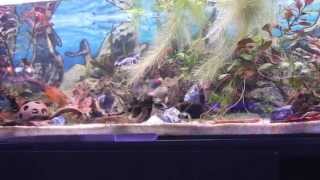 Corydoras Pygmaeus und Corydoras Habrosus [upl. by Gauldin]