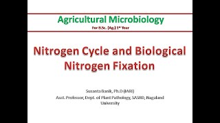 Nitrogen cycle amp Biological Nitrogen Fixation  Nitrification Denitrification  Rhizobium amp legume [upl. by Ohs766]