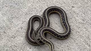 Common Garter Snake [upl. by May314]