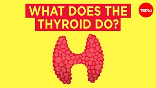 How does the thyroid manage your metabolism  Emma Bryce [upl. by Pittman]