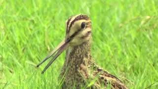 Pintailed or Swinhoes Snipe Pudong Airport 14 Aug 2017 [upl. by Anthony]