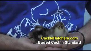 Barred Standard Cochin Chicken Breed [upl. by Aryahay611]