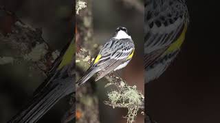 Myrtle Warbler Song Video Yellowrumped Warbler Sounds [upl. by Giles]