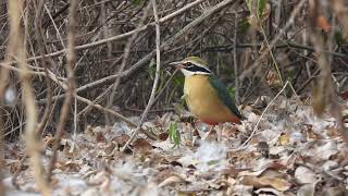 Indian Pitta Pitta brachyura ನವರಂಗ [upl. by Filemon]