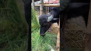 Gabtoli Haat Update August 2024 goruloversofchattga viralvideo bullsfight cow [upl. by Barling]