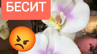 🤬МИР СОШЕЛ С УМА Давайте жить ДРУЖНО [upl. by Iba325]