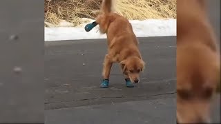 Doggo doesnt like his new shoes 😂😂 [upl. by Esirehc]