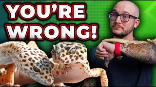 Youre WRONG About Cohabbing Reptiles  Reptile Cohab Dos and Donts For Success [upl. by Windzer]