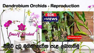 How to do Dendrobium Orchid Reproduction  ඕකීඩ් දඩු මගින් නැවත ඕකීඩ් පැළ ලබාගනිමු [upl. by Nhaj804]