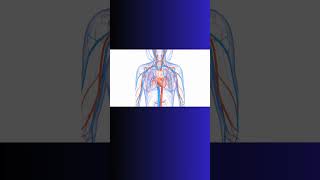 ENDOTHELIUM and WEIGHT LIFTING weightlifting exercise cardiovascular physiology bloodflow [upl. by Atte783]