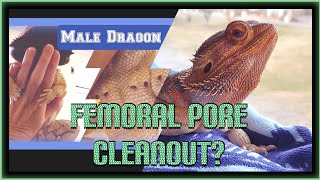 Femoral Pores in Bearded Dragons  Quick Important Info beardeddragon beardeddragonlife [upl. by Alphonsa]