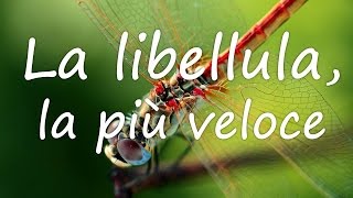 Insetti da record la libellula la più veloce [upl. by Hallett]