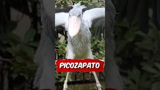 Picozapato 🦅 picozapato shoebillstork bird rare animals animales fyp espanol spain mexico [upl. by Hanako]