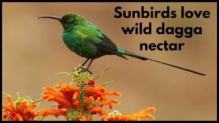 SUNBIRDS LOVE WILD DAGGA NECTAR [upl. by Eduino]