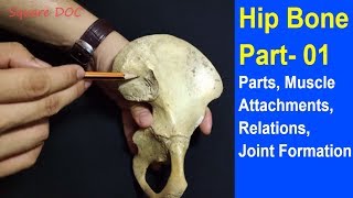 Hip Bone Demonstration Part01  Bangla  Square DOC [upl. by Essirehc541]