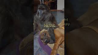 Rate this Baboons nighttime routine nightroutine monkey animallover cuteanimals farmlife [upl. by Oalsinatse]