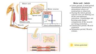 Muscle Twitch and Muscle Tension  Motor unit size and force [upl. by Evilc393]