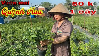 2311 ☎️ Zalo 0334 537 538 👉gặp Quỳnh Hoa🌲🌲nhiều loại giống chơi Tết 2025 [upl. by Llertnor447]