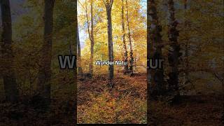 Buchenwald im Herbst 🍂🍁 ytshorts nature wanderlust [upl. by Nakashima]