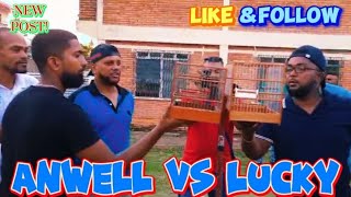 ANWELL vs LUCKY🔥TOWA TOWA BIRD WHISTLING COMPETITION IN NEW AMSTERDAM 🇬🇾 BERBICE BIRD GROUND 2024 🌎 [upl. by Hairam585]