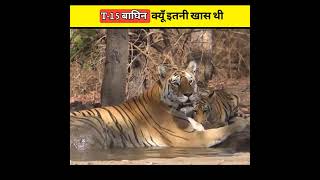 क्यों इस tiger का अंतिम संस्कार 😭🙏इतने सम्मान के साथ किया गया  aviswasniya world shorts [upl. by Morrison]