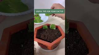 Useful tips for your cactus 🌵 [upl. by Amek]