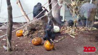 Chimpanser får græskar fra Halloween  Copenhagen Zoo [upl. by Enomad]