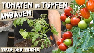 Tomaten in TöpfenKübeln erfolgreich anbauen  das müsst ihr beachten Wenig Platz [upl. by Nary]