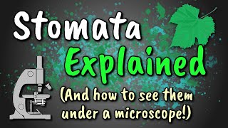 Stomata Explained  How to View Stomata Stomatal Peel [upl. by Sayette]