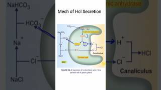 Mech of HCl secretion  GIT Physiology  MBBS 1ST YEAR [upl. by Jessee]