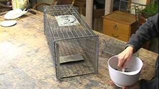 How to set a Feral Cat Trap [upl. by Donohue]