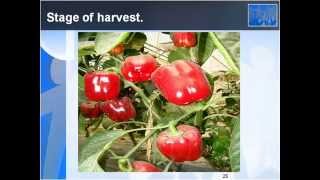 Gharaunda Nursery Capsicum Production [upl. by Dlorad38]