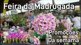 Feira das plantas  promoções da semana [upl. by Haret]