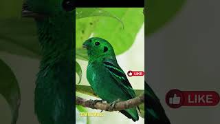 Green Broadbill shortsvideo [upl. by Armat76]