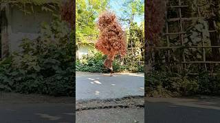 When solow motion effect video legendary shorts video🎇 adventure nature🎆 wrong REALITY🎇solow motions [upl. by Tamara63]