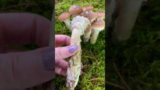 Parastā celmene 🍄‍🟫 Armillaria mellea 🍄‍🟫 Common Honey Fungus sēnes fungi mushroom foraging [upl. by Sedicla]