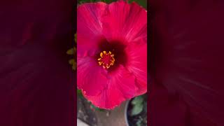 Beautiful 🌺 Hibiscus rosasinensis [upl. by Torin]