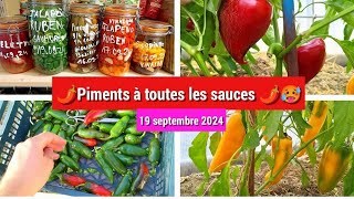 🌶️ Conserver ses piments bocaux au vinaigre ou saumure 😛 tour des plants restant 👌 [upl. by Giuliana]