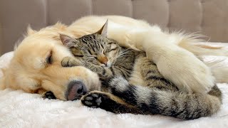 Adorable Golden Retriever and Cute Cat Attacked by Sweet Sleep [upl. by Uta]