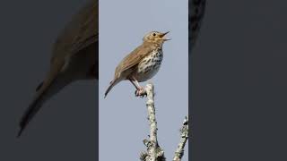 Song Thrush Singing  Natures Best Songbirds birdsounds [upl. by Mullane639]