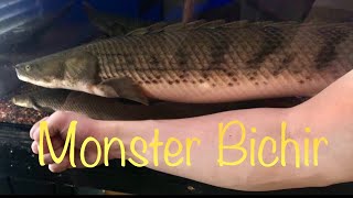 Godzilla 20 Giant Polypterus congicus bichir [upl. by Yecniuq]