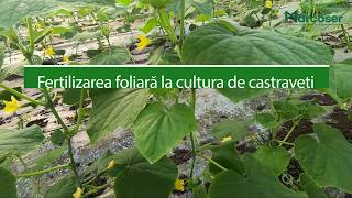 🥒 Fertilizarea foliară la cultura de castraveți  Ferma Marcoser [upl. by Adnamor]